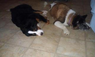 Rosie was with us nearly a year resting with our BMD, Charm