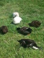 free ranging ducks